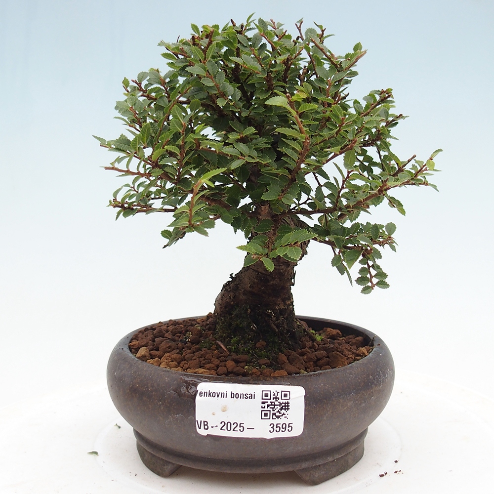 Vonkajší bonsaj - Ulmus parvifolia Hokkaido - čínsky brest