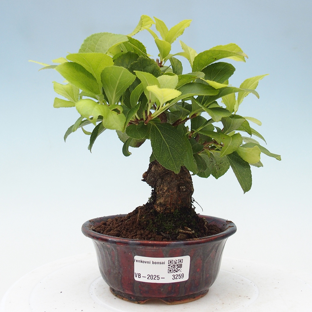Vonkajšie bonsai - Celastrus Jesenec