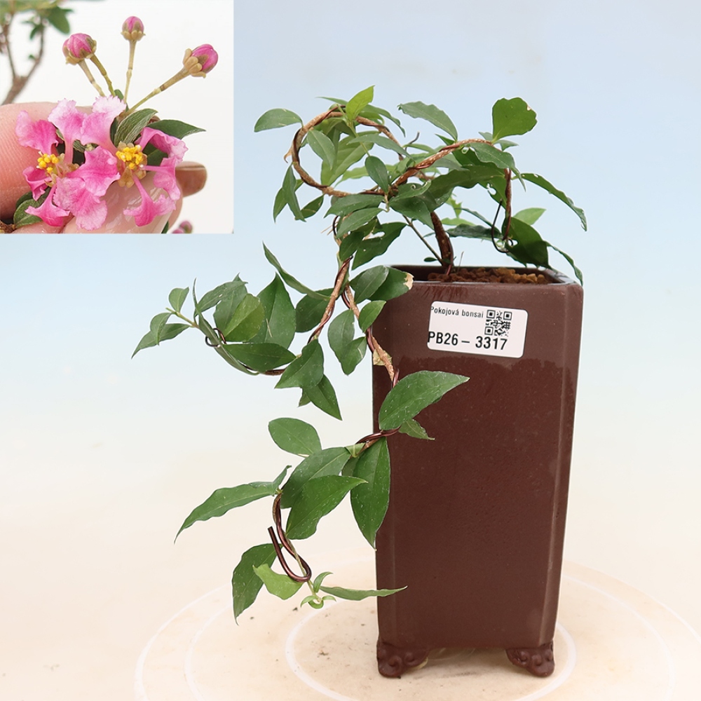 Izba bonsai – barbadoská čerešňa (Malpighia glabra) 