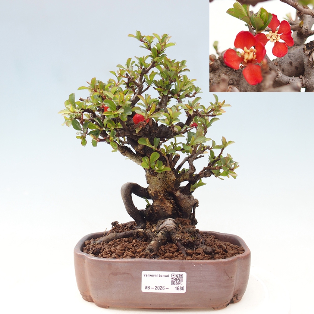 Vonkajšie bonsaje - Chaneomeles speciosa - Kdoule