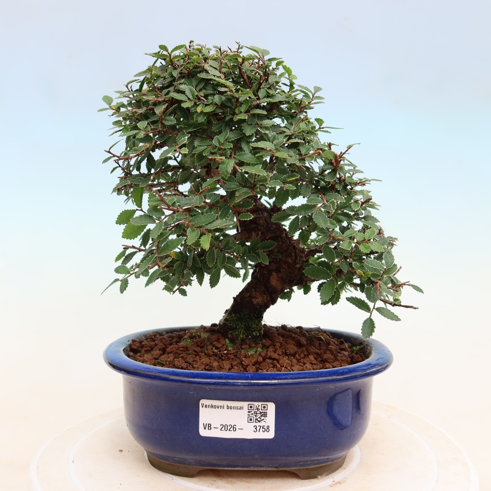 Vonkajšie bonsaje - Zelkova - Zelkova NIRE
