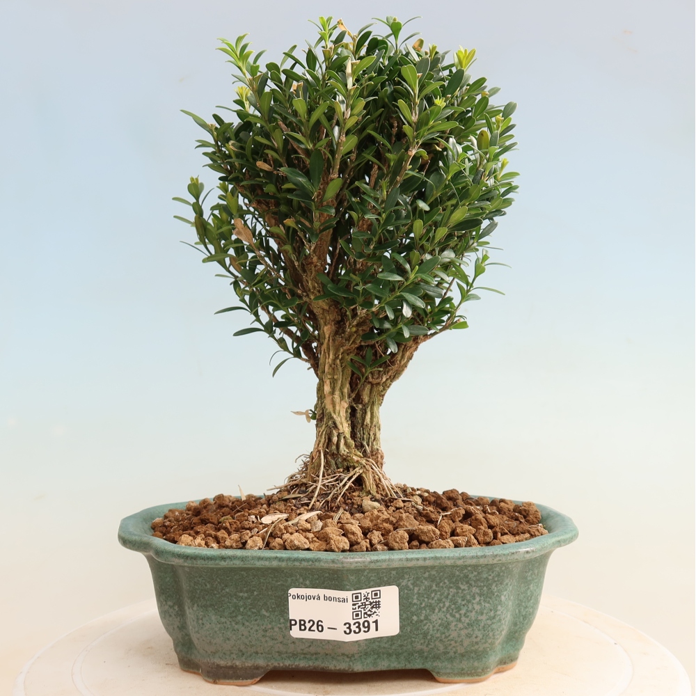Izbové bonsaje - Buxus harlandii - korkový buxus
