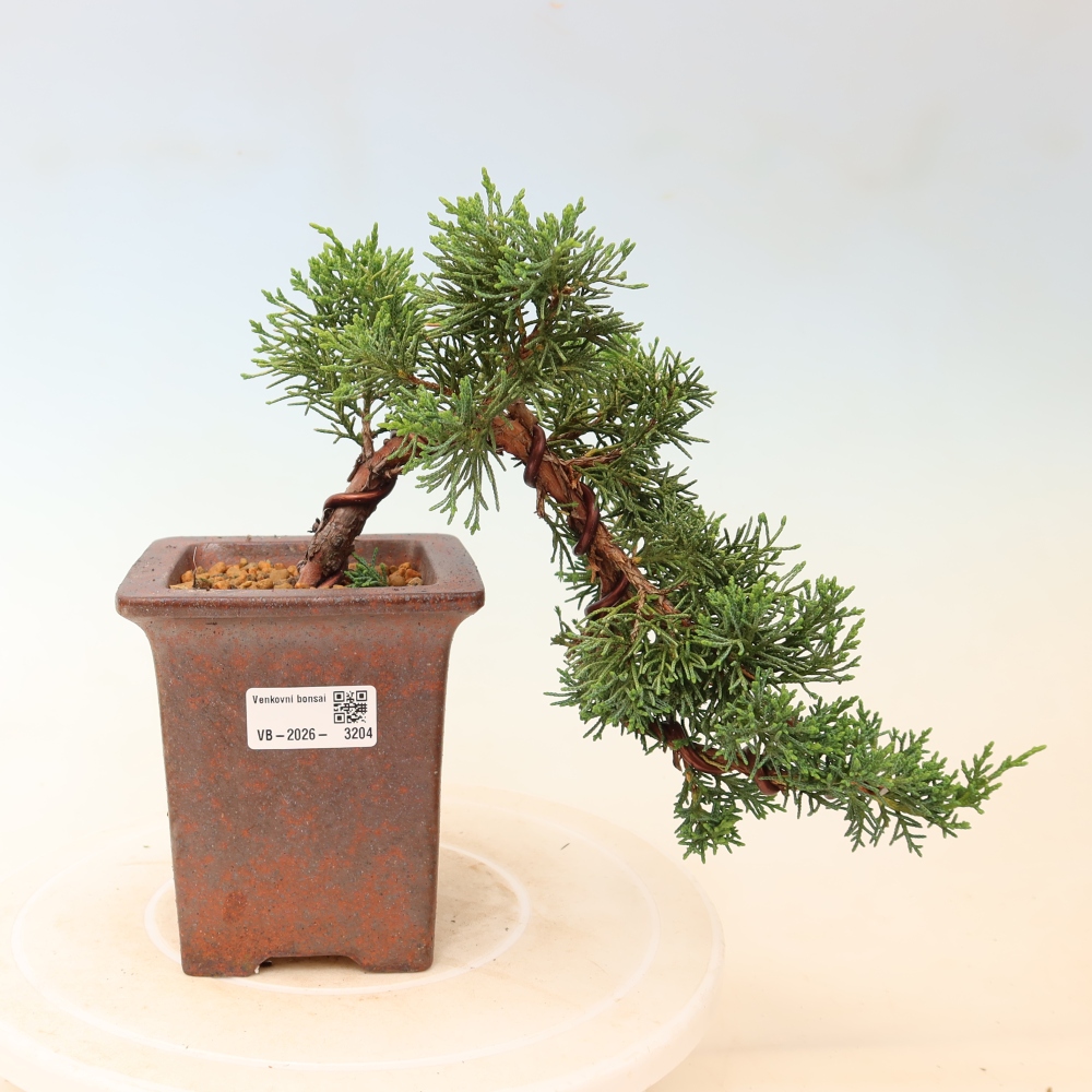 Vonkajší bonsaj - Juniperus chinensis Kishu
