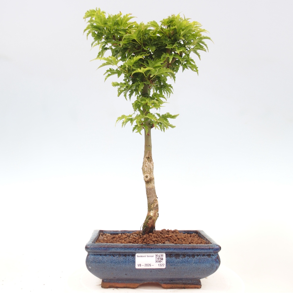 Vonkajšia bonsaj -Javorská palma Acer palmatum Shishigashira