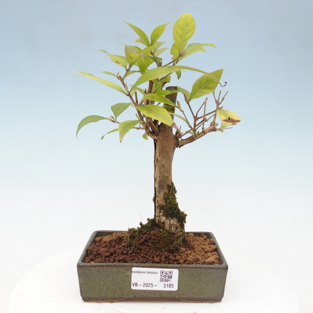 Vonkajšia bonsai - krásnoplodka - Callicarpa jap. Leucocarpa