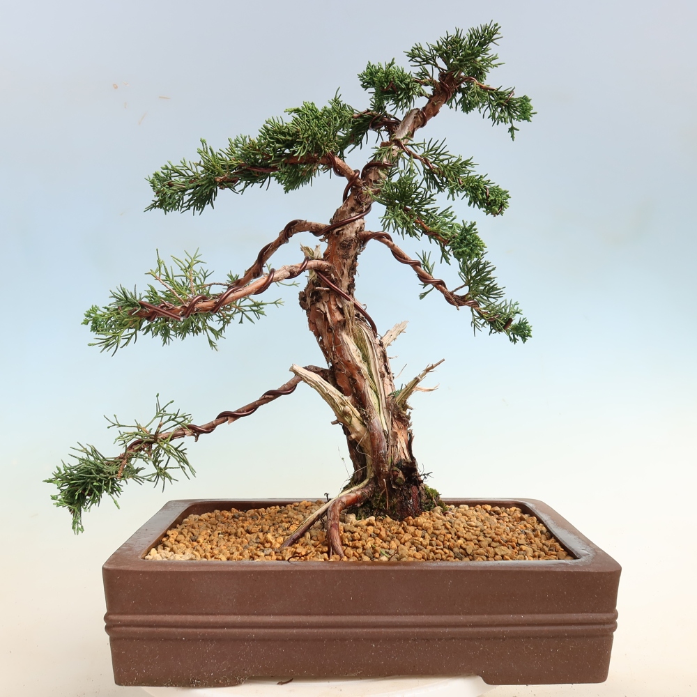 Vonkajší bonsaj - Juniperus chinensis Kishu