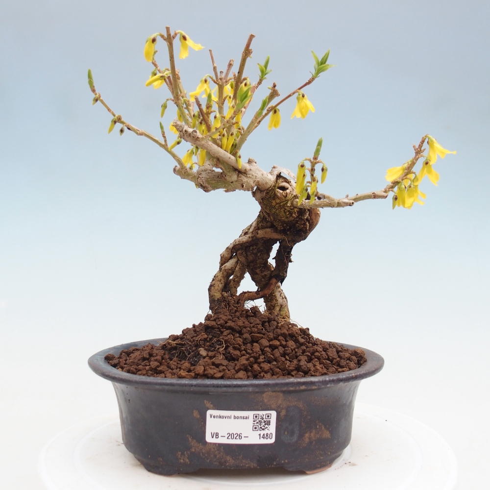 Vonkajšie bonsaje - Zlatice - Forsythia koreana