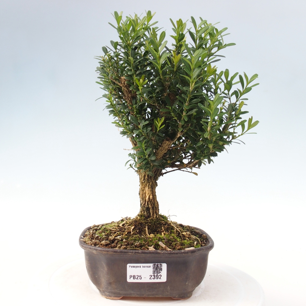 Izbová bonsai - Buxus harlandii - korkový buxus
