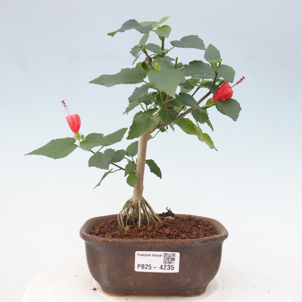 Izbový bonsaj - Malvaviscus arboreus