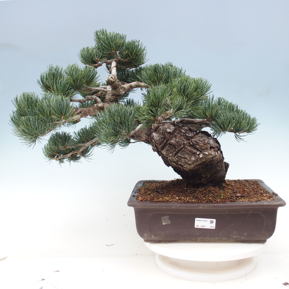 Vonkajšie bonsai - Pinus parviflora - Borovica drobnokvetá