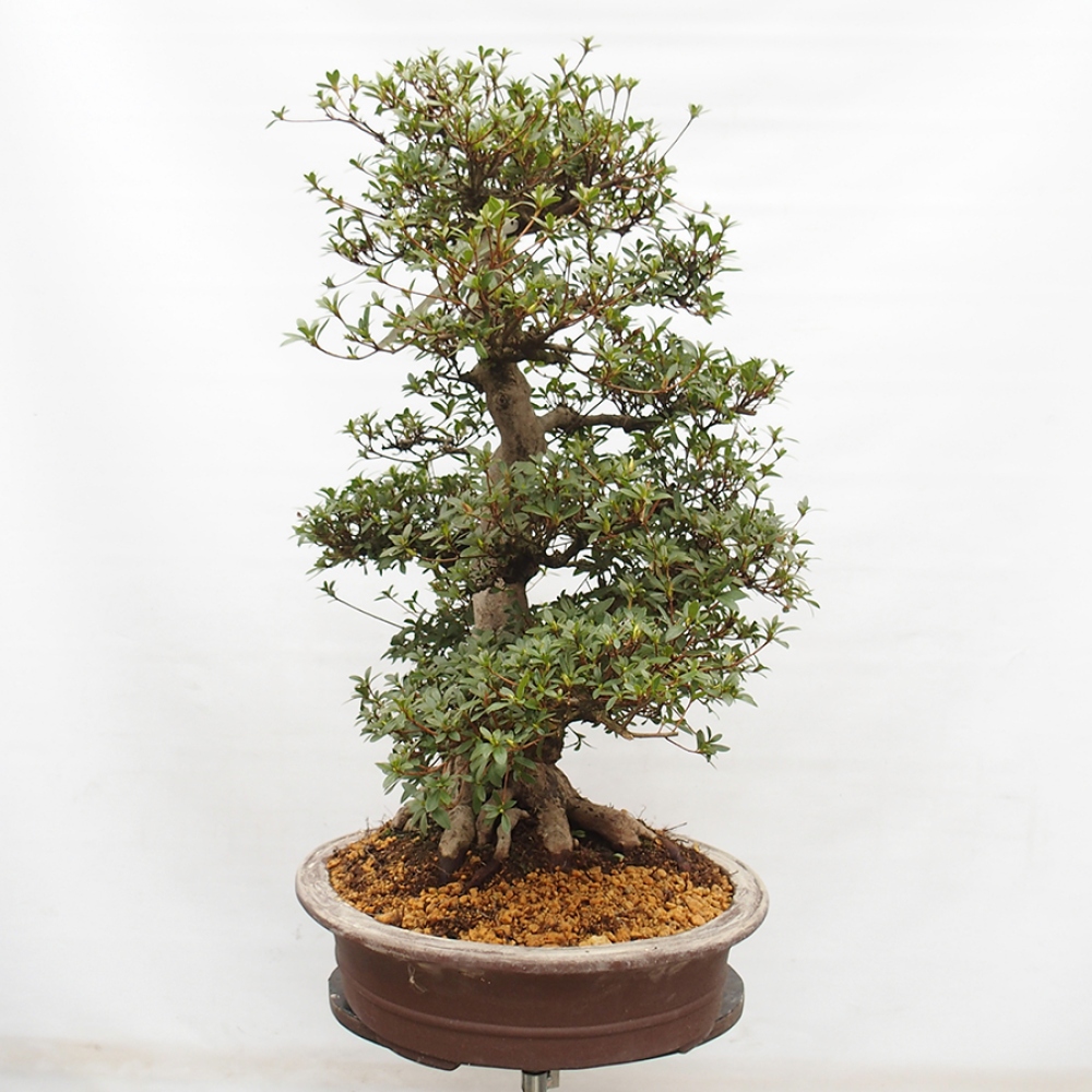Vonkajší bonsai - Japonská azalka -  Azalea Byakuren