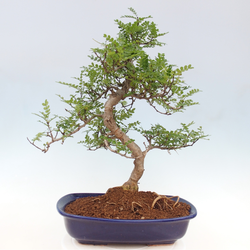 Izbová bonsai - Zantoxylum piperitum - korenistý