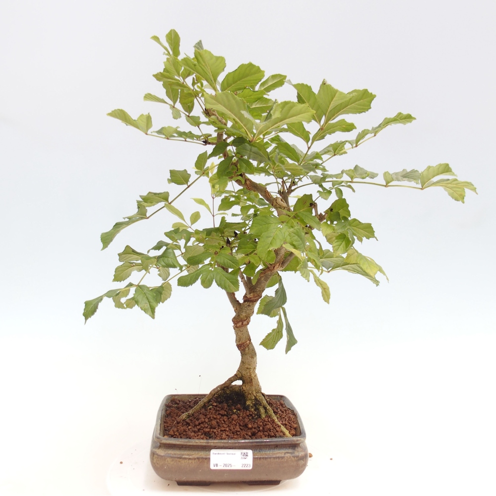 Vonkajší bonsai - Fraxinus - Jaseň