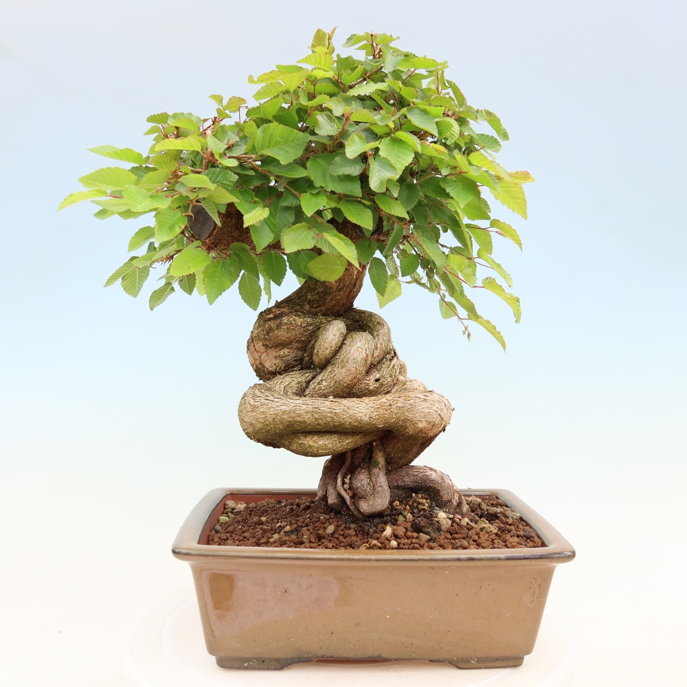 Vonkajší bonsaj -Carpinus coreana - Hrab kórejský