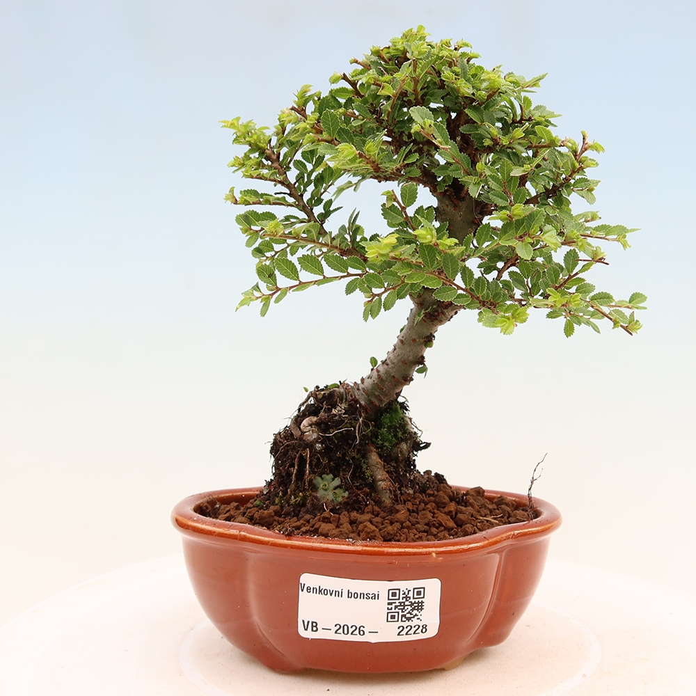 Vonkajší bonsai – Ulmus parvifolia Sagei – javor malolistý