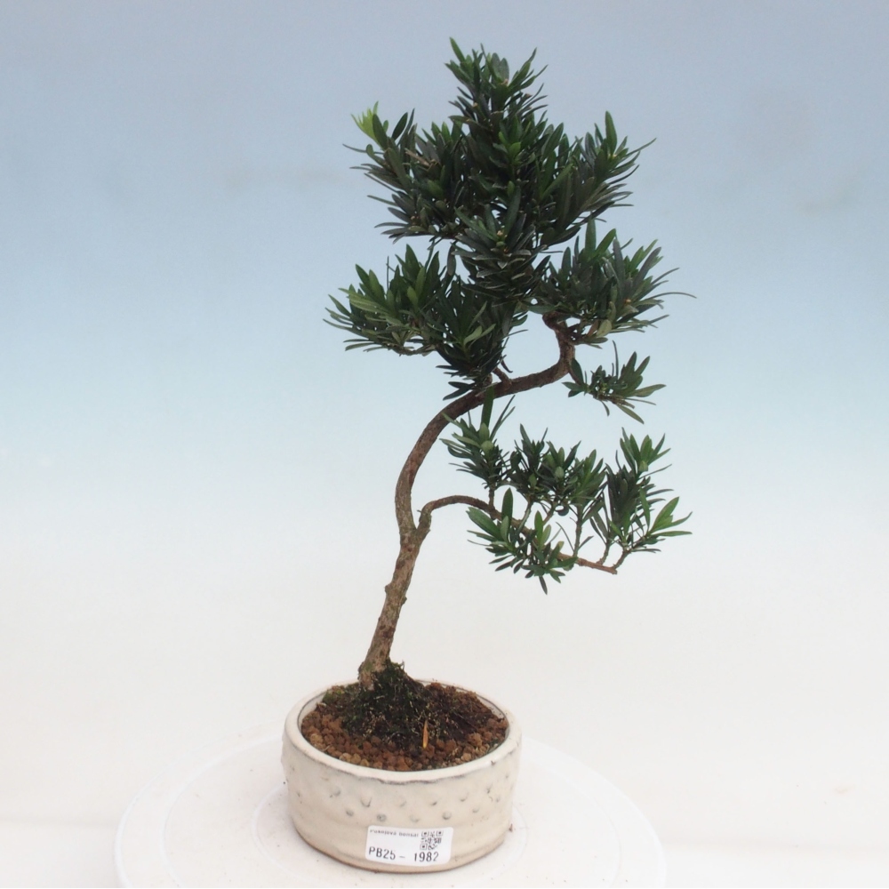 Izbová bonsai - Podocarpus - Kamenný tis