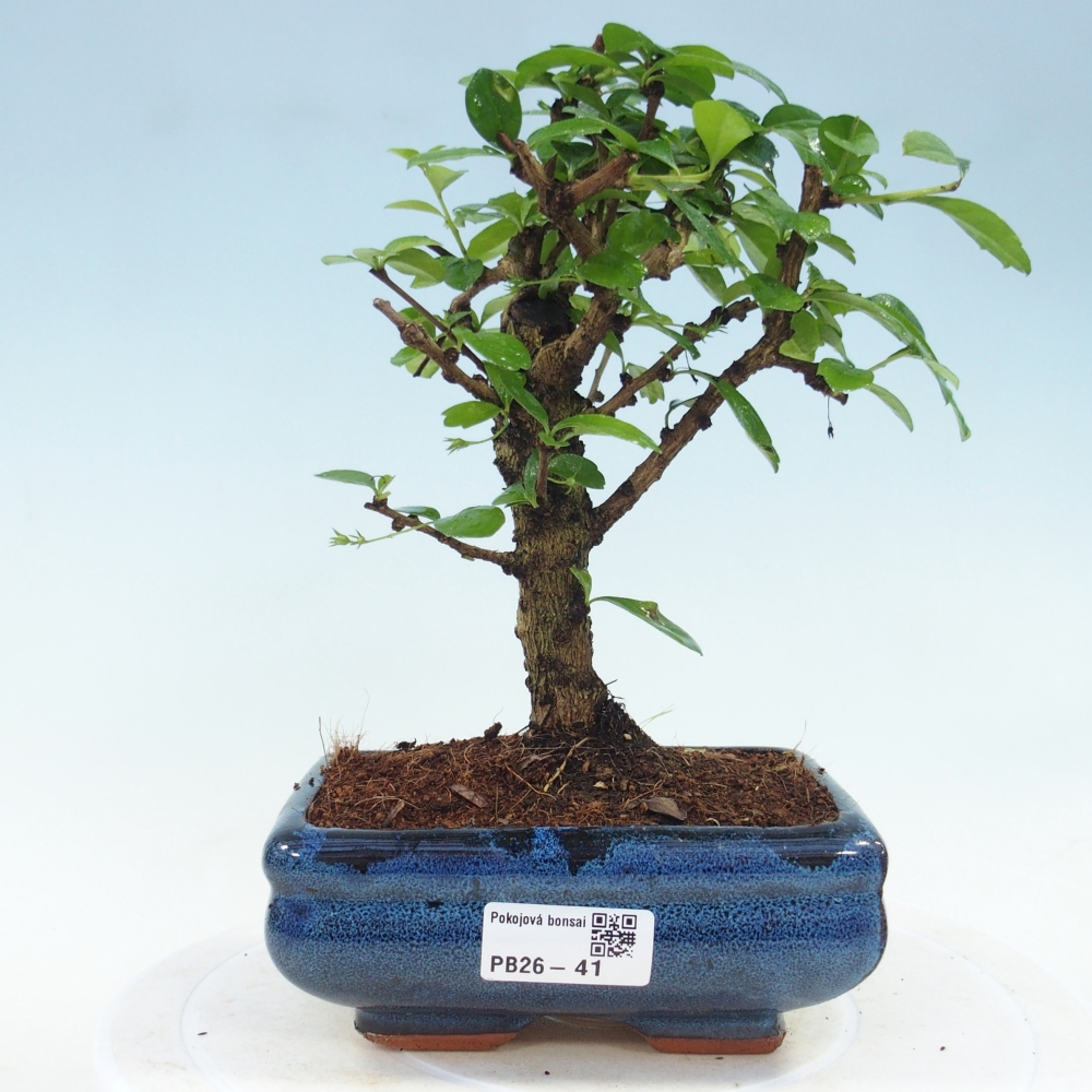 Izbové bonsaje - Carmona macrophylla - Tea fuki
