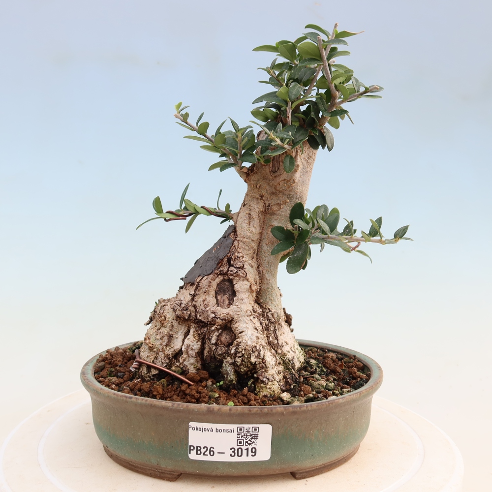 Izbový bonsaj - Olea europaea sylvestris