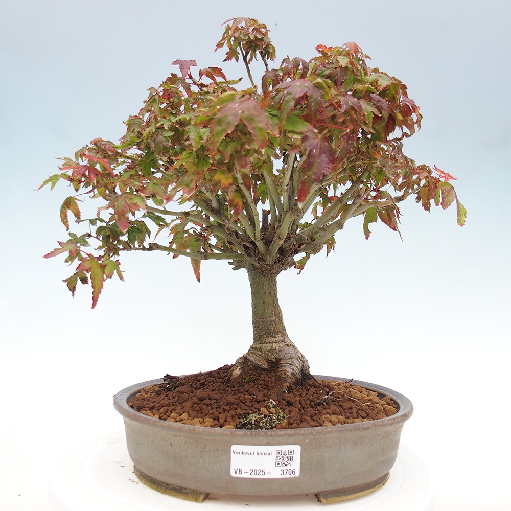 Acer palmatum KIOHIME - Javor palmetový