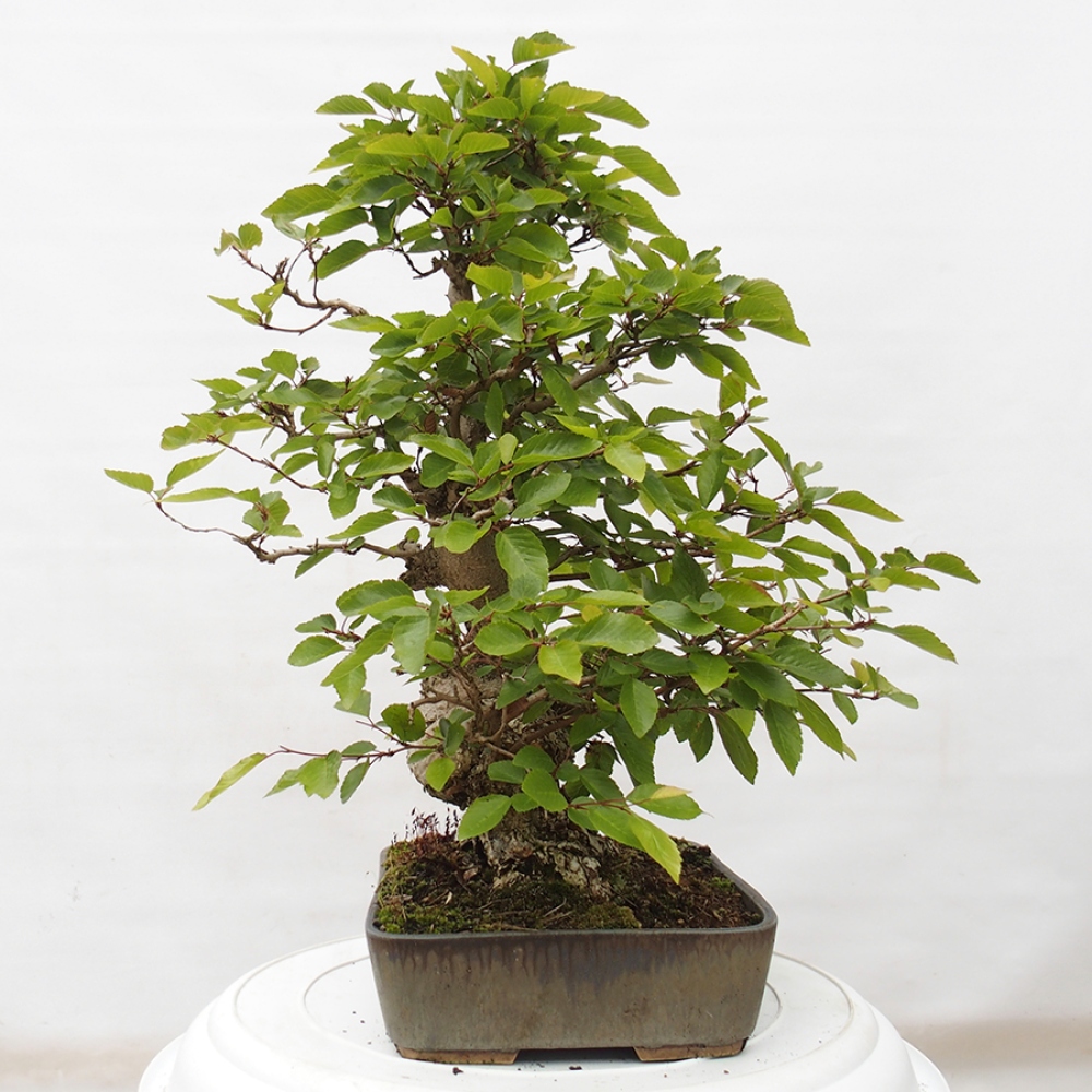 Vonkajší bonsai -Carpinus CARPINOIDES - Hrab kórejský