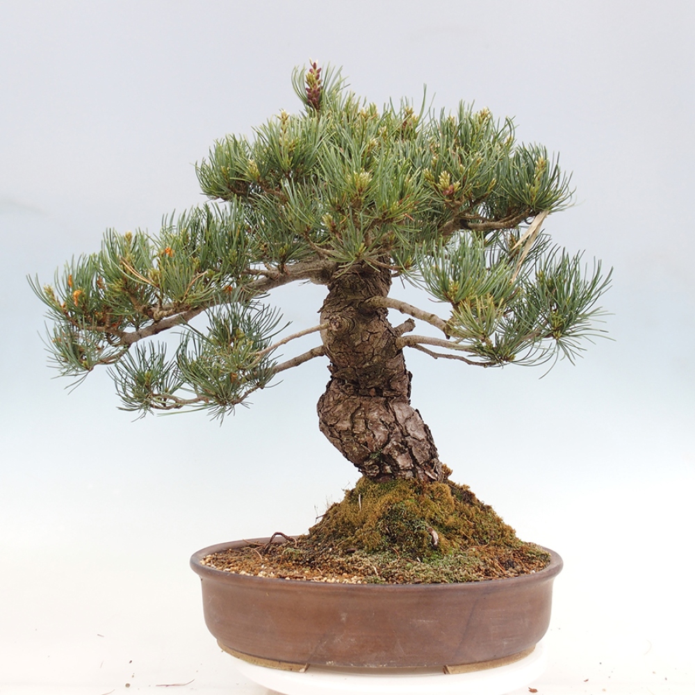 Vonkajšie bonsaje - Pinus parviflora - Pinus parviflora