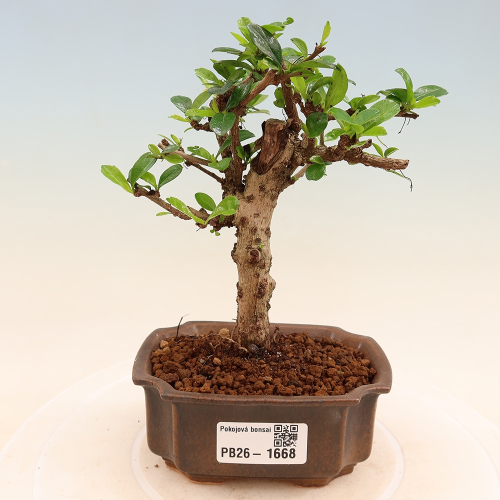 Izbové bonsaje - Carmona macrophylla - Tea fuki