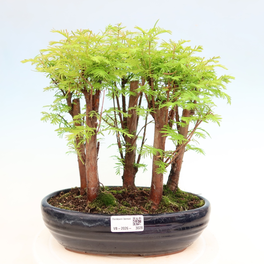 Vonkajší bonsai – Metasequoia glyptostroboides – čínska metasekvoja – hájik