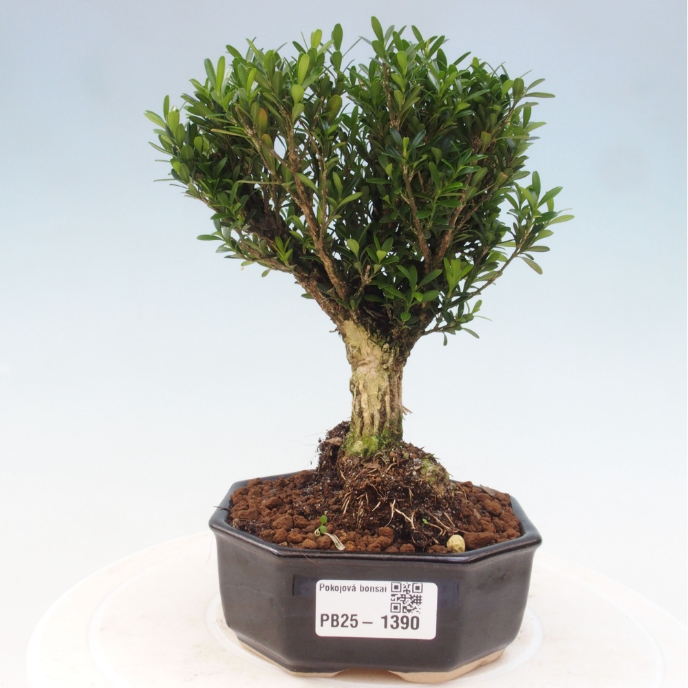 Izbová bonsai - Buxus harlandii - korkový buxus