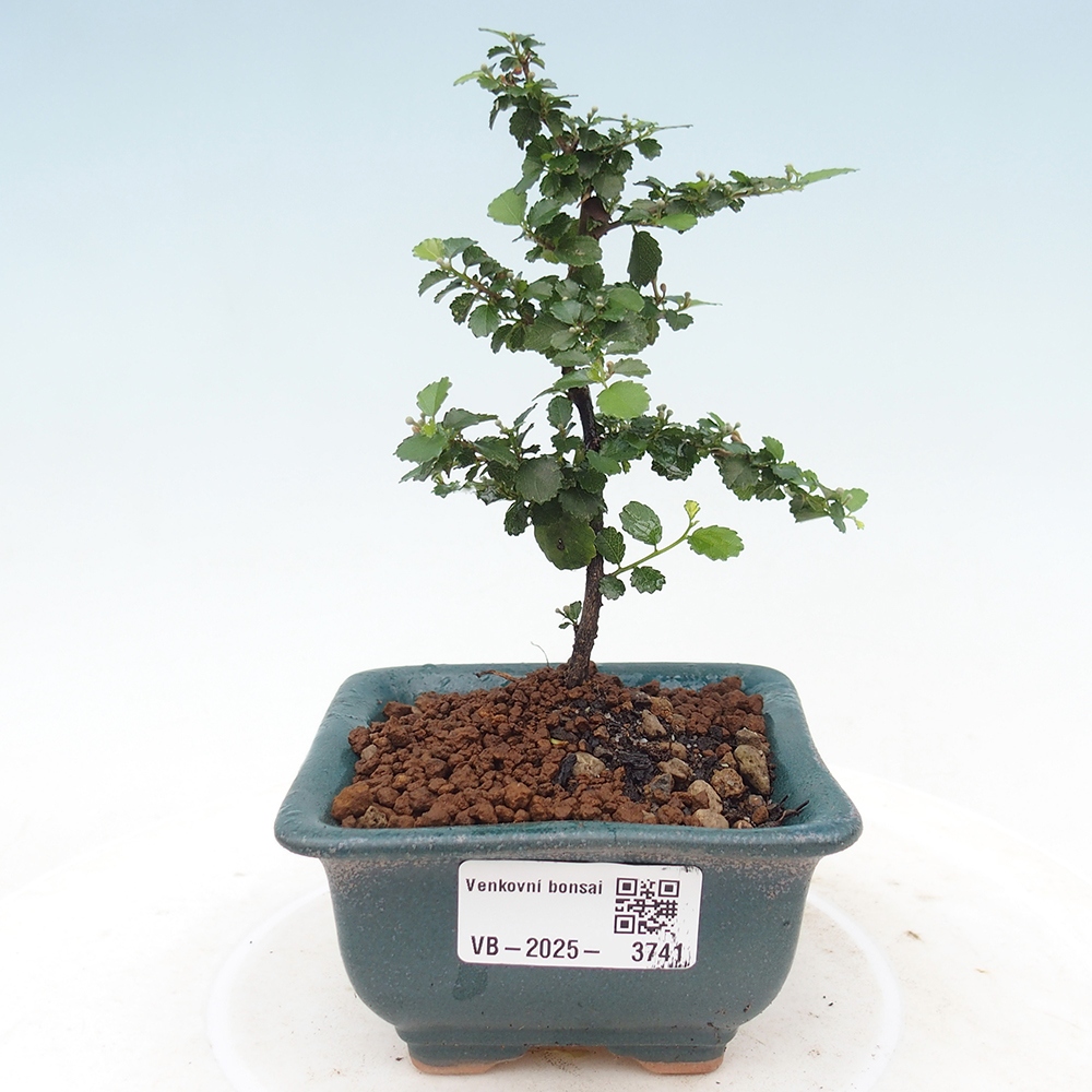Izbová bonsai - Grewia sp. - Grewie malolistá