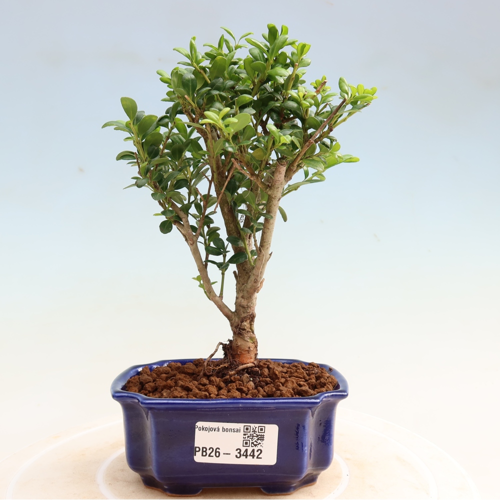 Izbový bonsaj - Ilex crenata - Cesmína