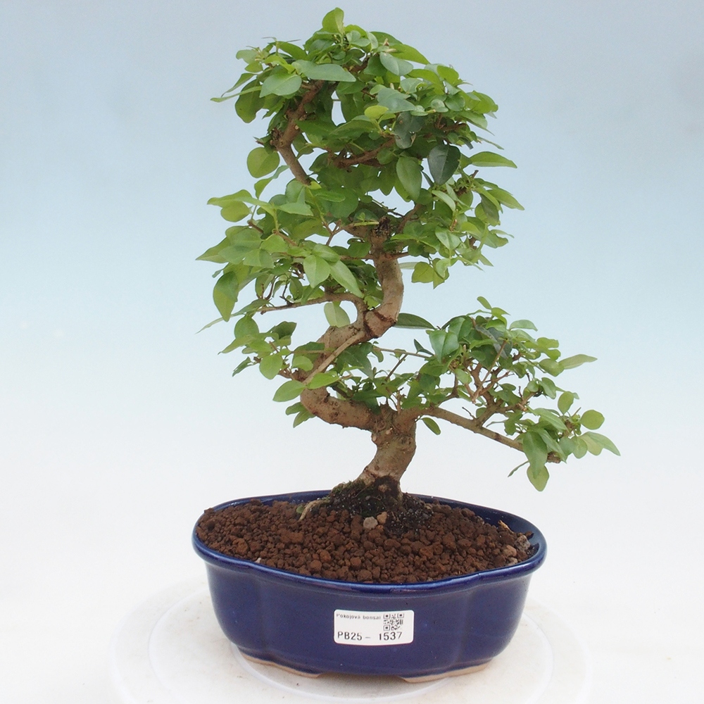 Izbová bonsai -Ligustrum chinensis - Vtáčí zob