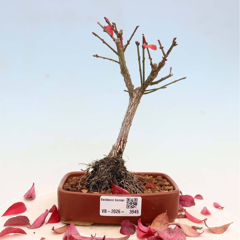 Vonkajší bonsai – Euonymus alatus comactus – krídlatý brslen
