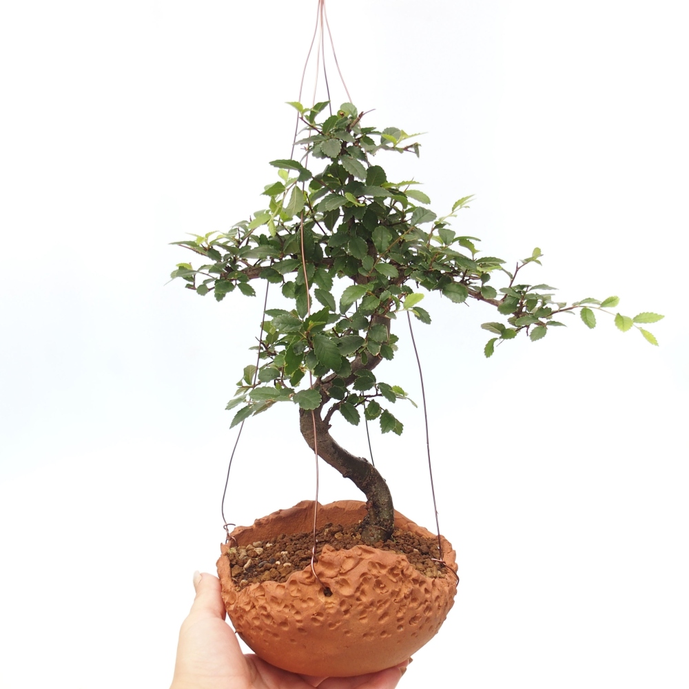 Kokedama v keramike -Ulmus parvifolia- malolistý brest