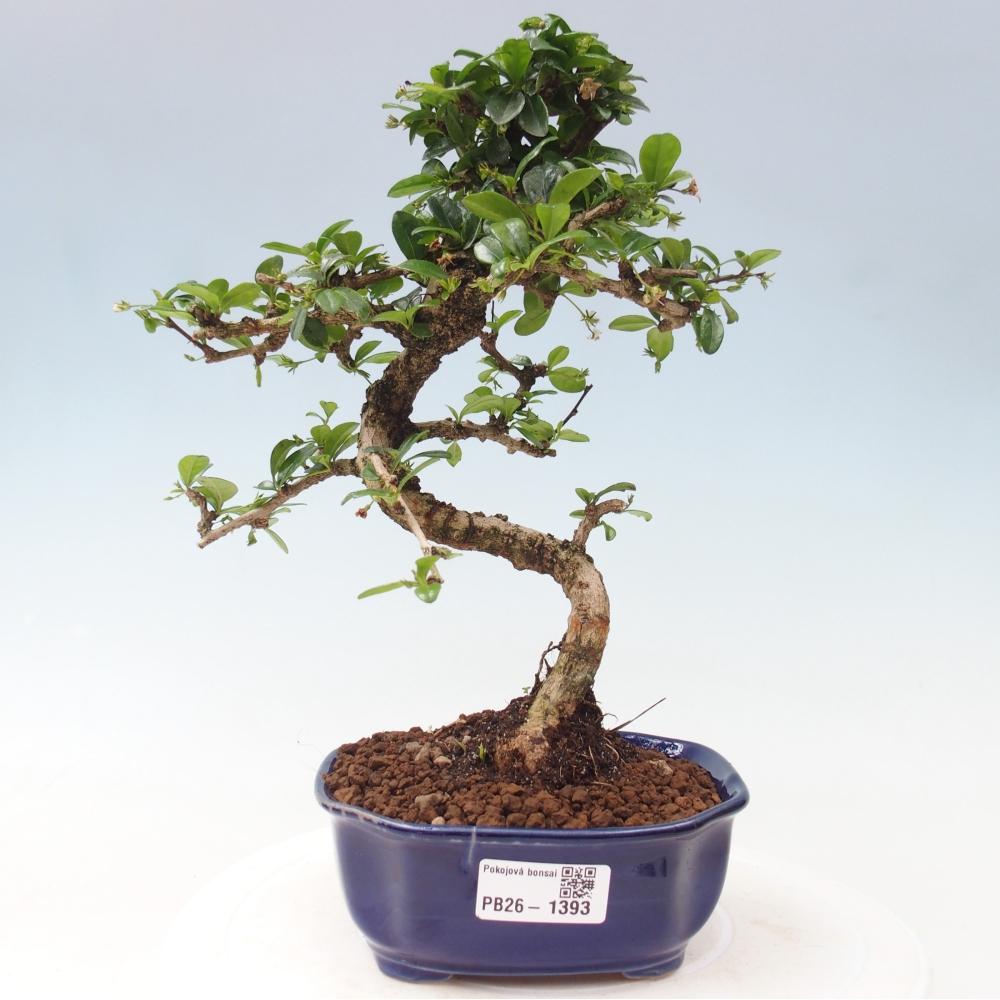 Izbové bonsaje - Carmona macrophylla - Tea fuki