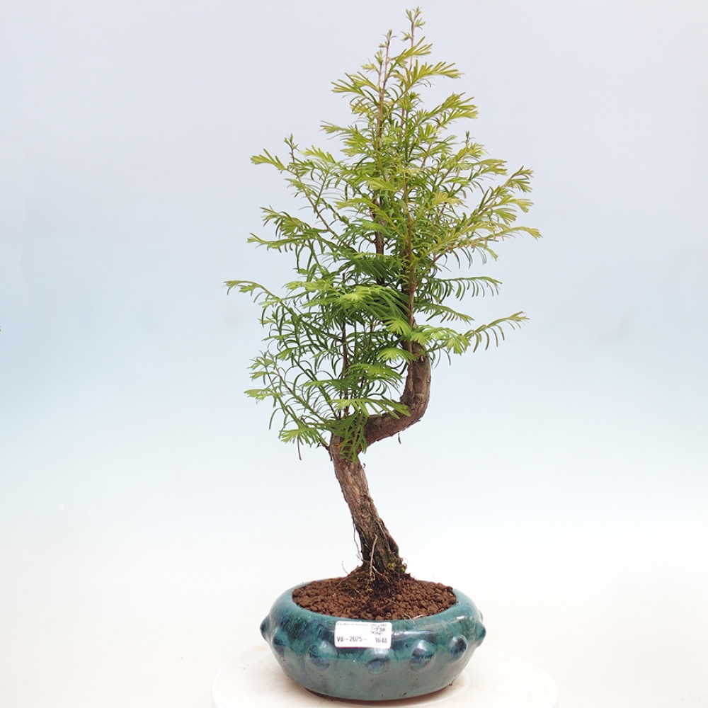 Vonkajšie bonsai - Metasequoia glyptostroboides - Metasekvoja Čínska
