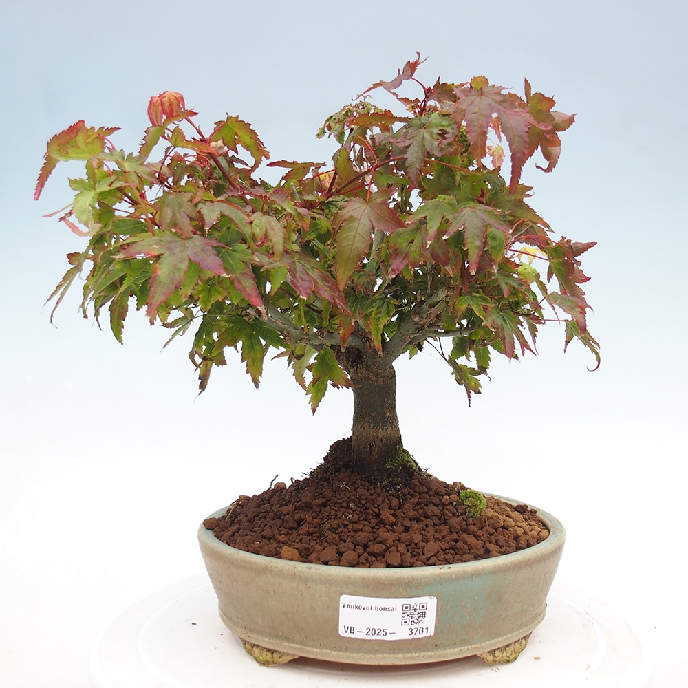 Acer palmatum KIOHIME - Javor palmetový