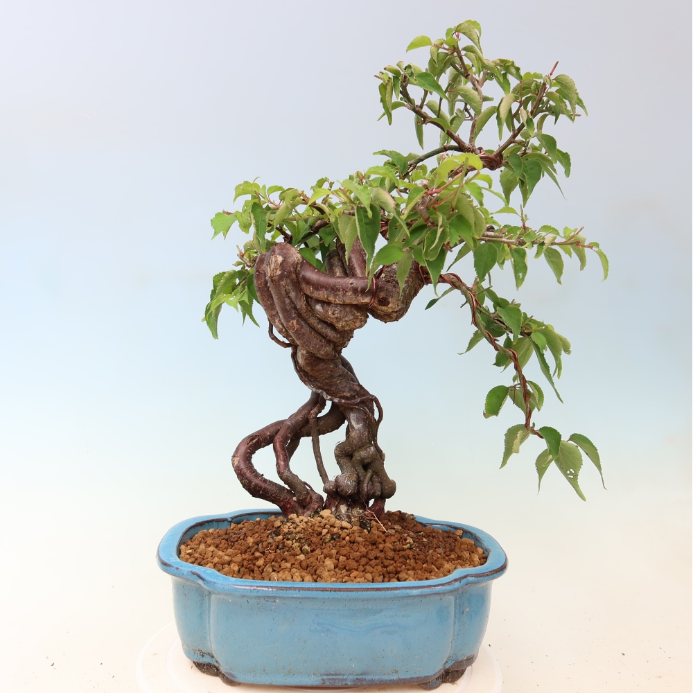Vonkajšie bonsaje – Japonská marhuľa – Prunus Mume