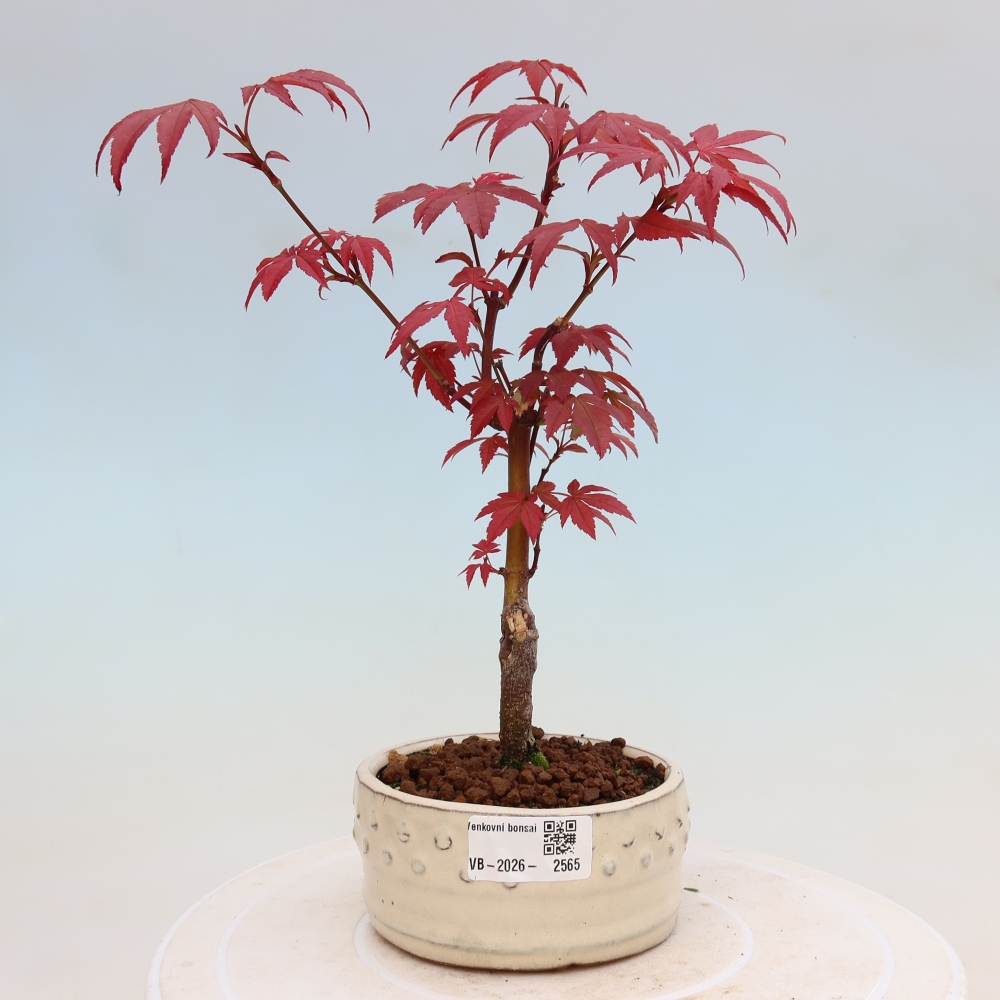 Vonkajšia bonsaj - palma Acer. Atropurpureum-Javor palmový