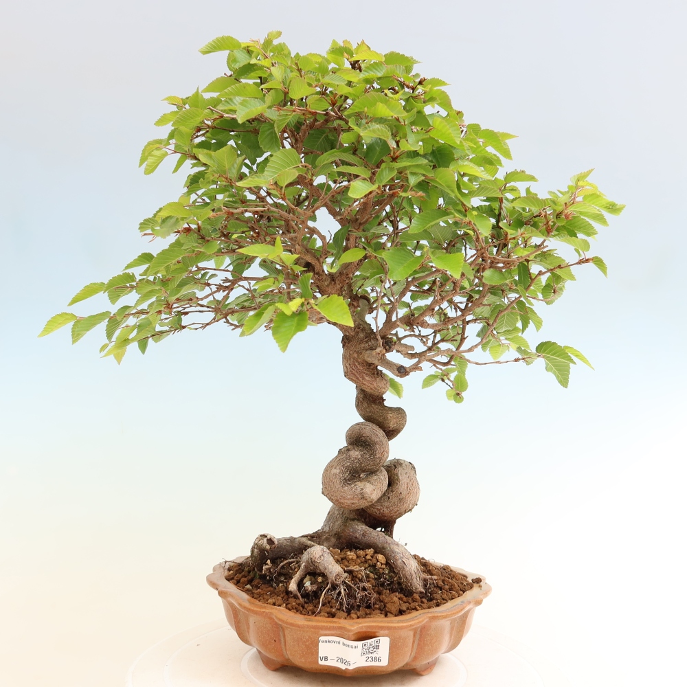 Vonkajší bonsaj -Carpinus coreana - Hrab kórejský