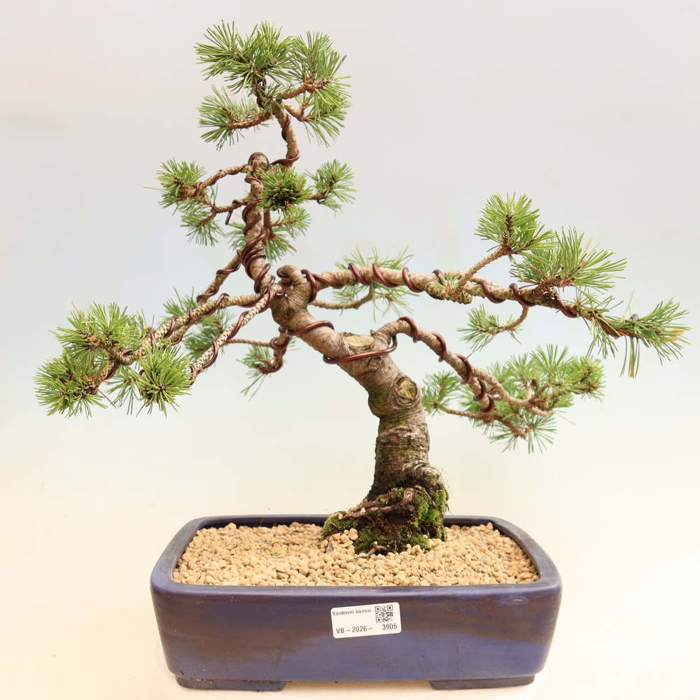 Vonkajšie bonsaje – Pinus mugo Humpy – borovica krivá