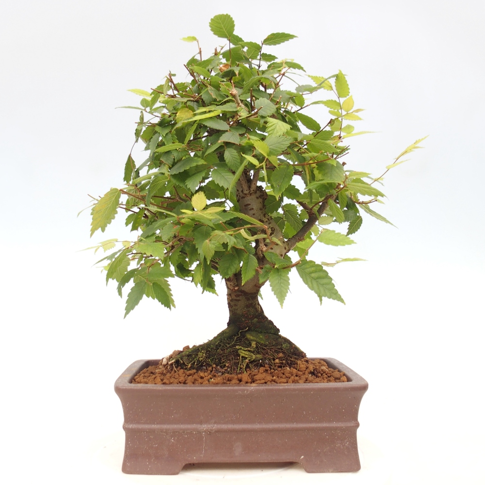 Vonkajšie bonsai - Zelkova - Zelkova serrata