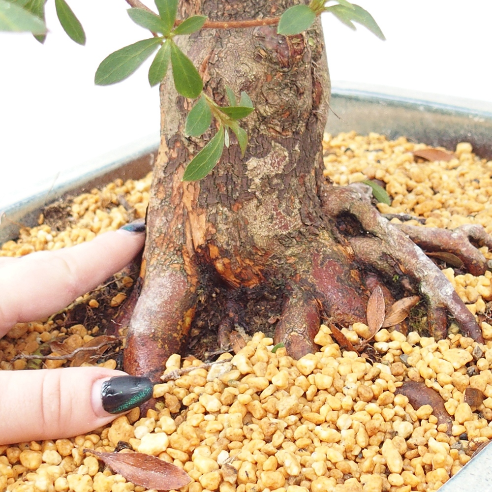 Vonkajšie bonsaje - Japonské azalky - Azalea satsuki