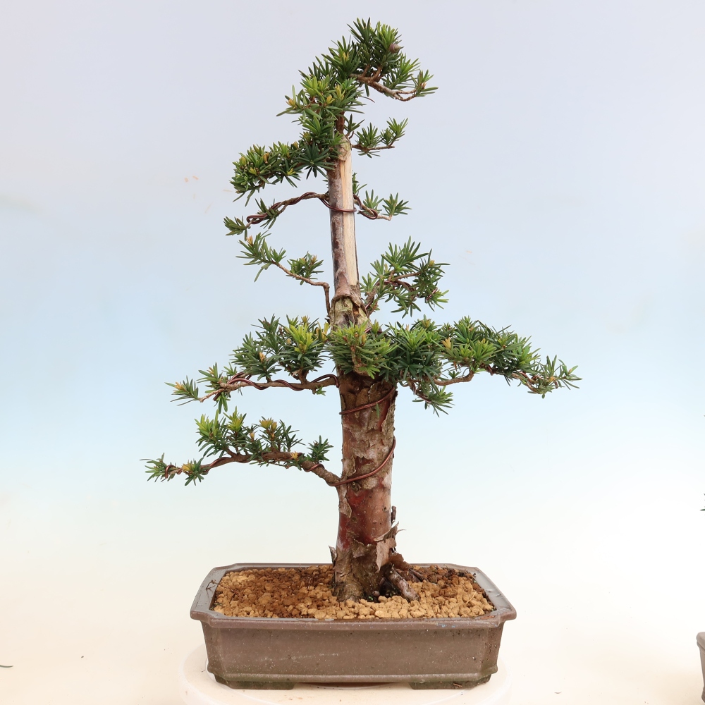 Vonkajší bonsai – Taxus cuspidata – japonský tis