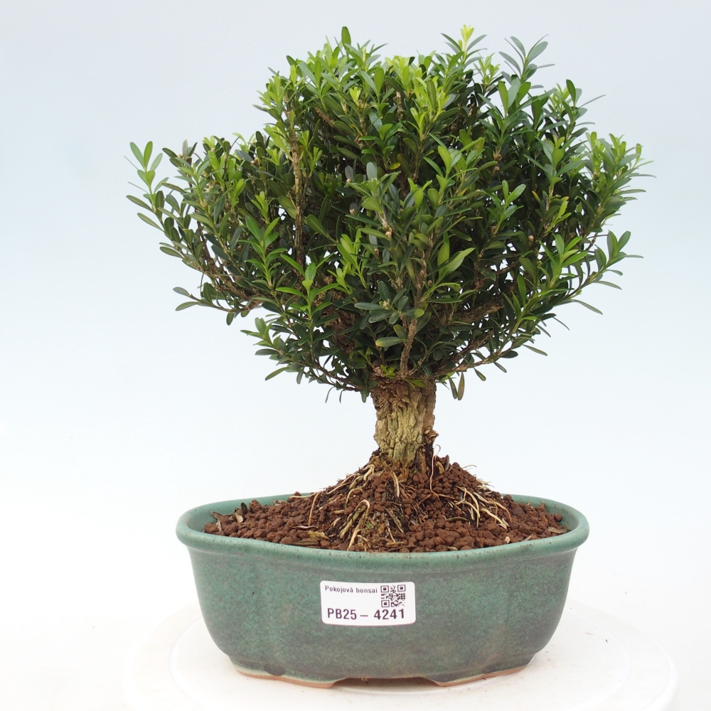 Izbové bonsaje - Buxus harlandii - korkový buxus