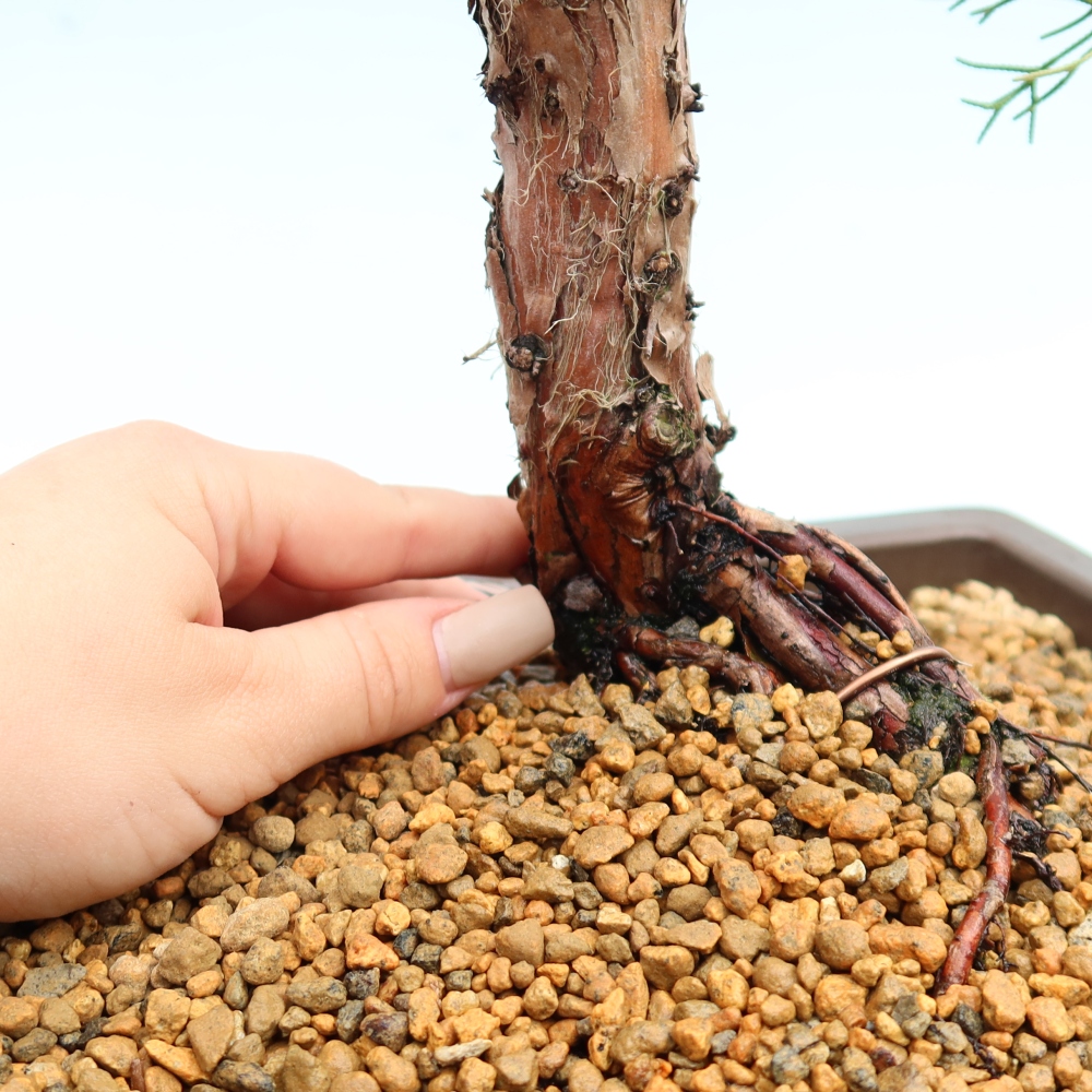 Vonkajší bonsaj - Juniperus chinensis Kishu