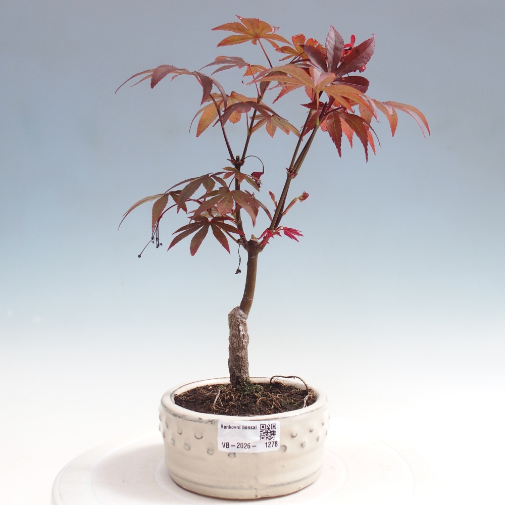 Vonkajšia bonsaj - palma Acer. Atropurpureum-Javor palmový