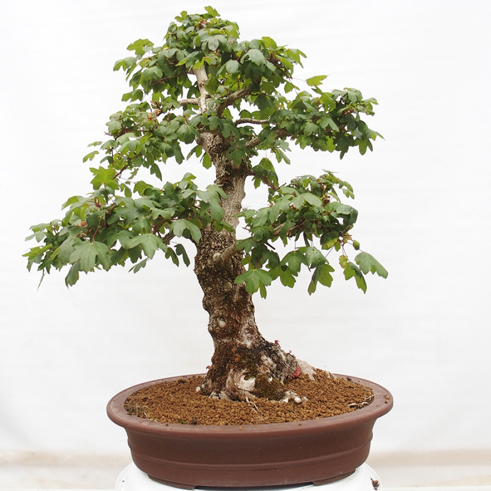 Vonkajší bonsai -Javor babyka - Acer campestre