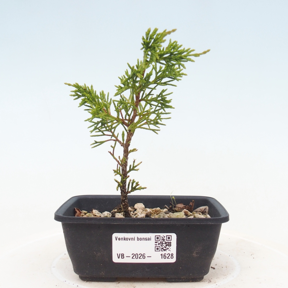 Vonkajší bonsaj - Juniperus chinensis Itoigawa