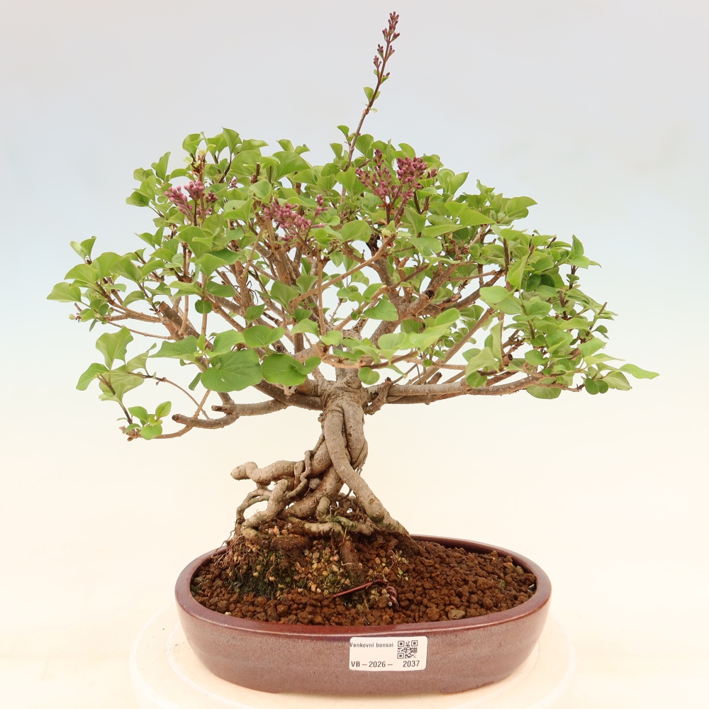 Vonkajší bonsaj - Syringa microphylla - drobnokvetý šeřík