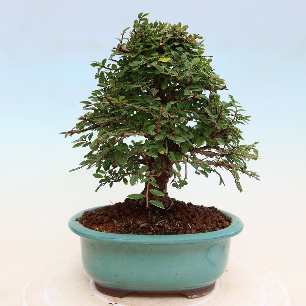 Vonkajšie bonsaje - Zelkova - Zelkova NIRE